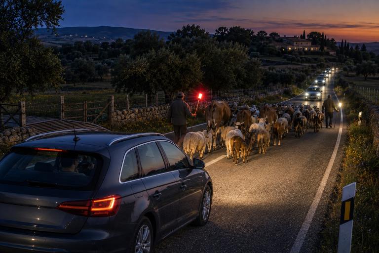 Question image: At night or in poor visibility, what lights must animals travelling on the road