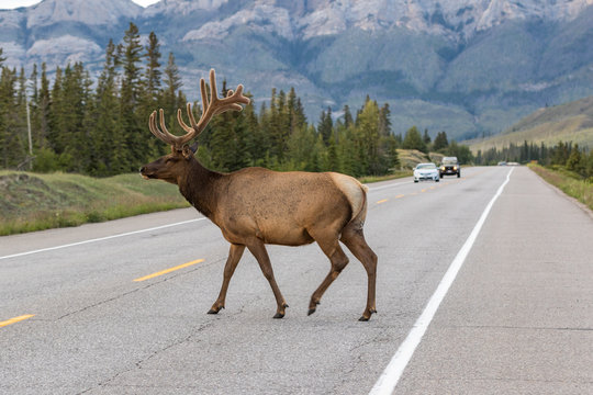 Question image: Are animals allowed to travel on motorways and dual carriageways?