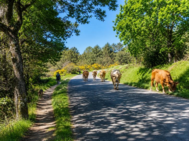 Question image: At a signed livestock trail or crossing, what must the driver do?