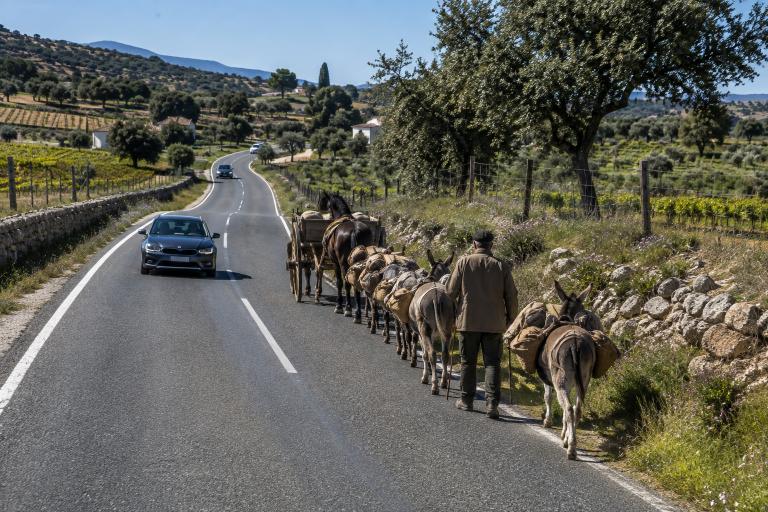 Question image: Where must draught and pack animals travel on the road?